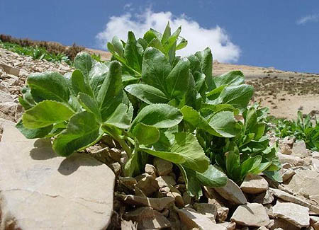 کرفس کوهی